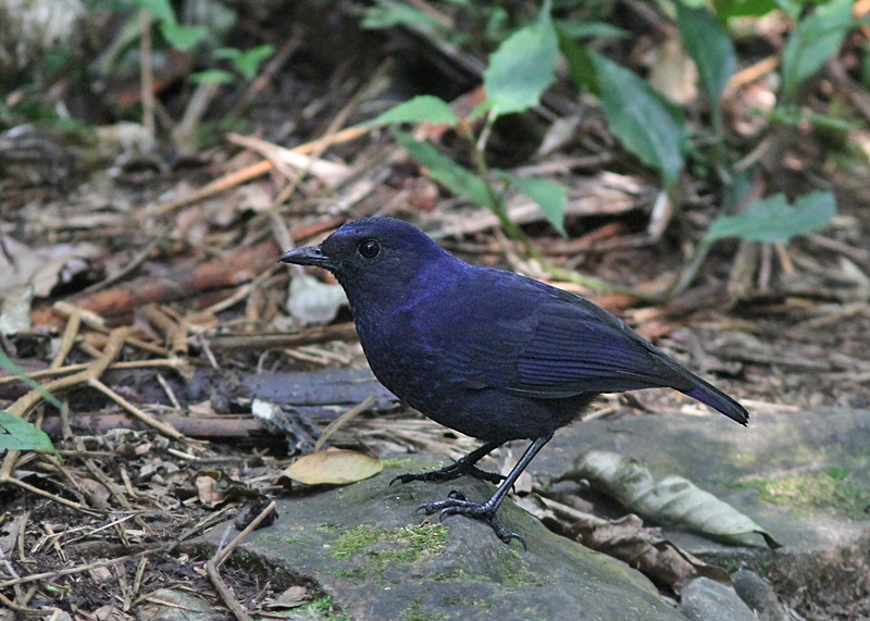 Javan Whistling Thrush