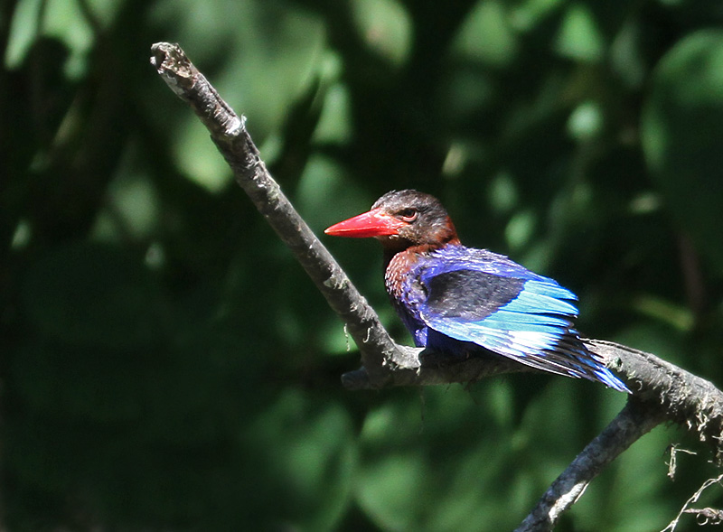 Javan Kingfisher