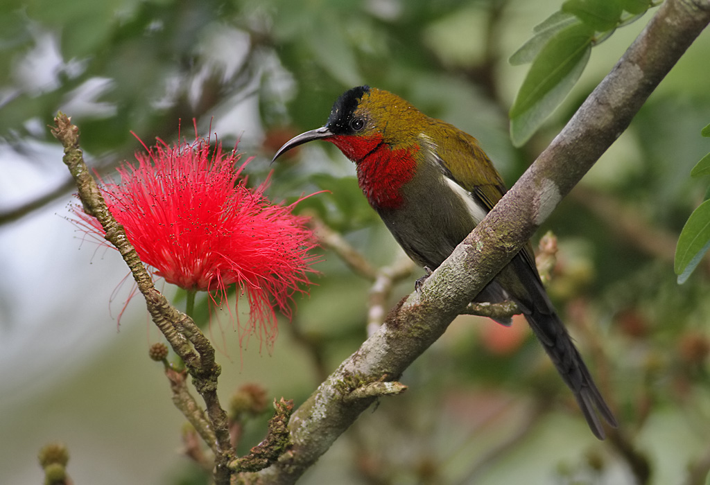 White-flanked Sunbird