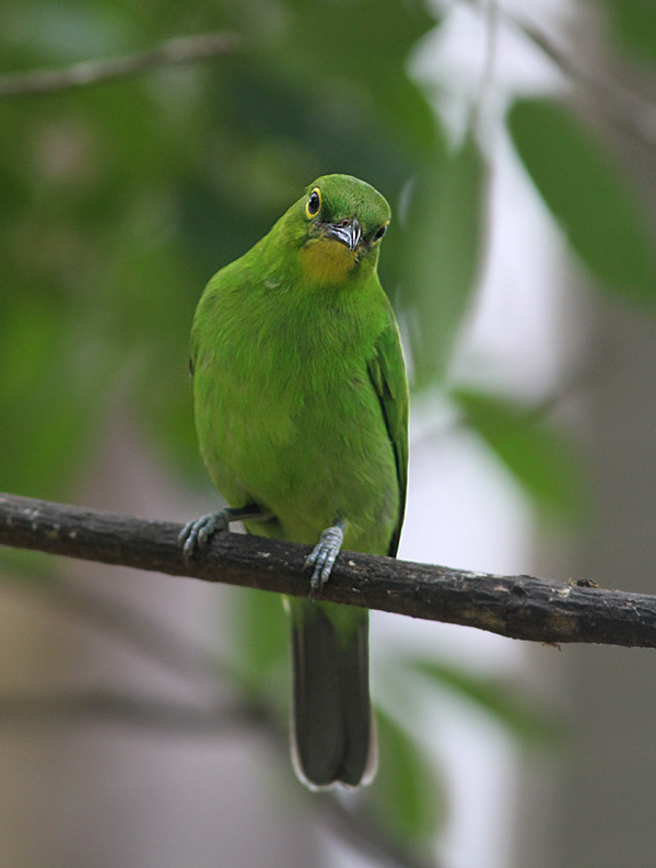 Greater Leaf-bird