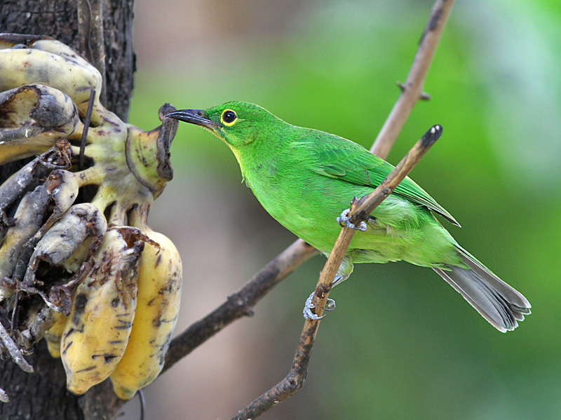 Greater Leaf-bird