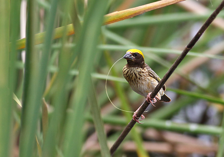 Streaked Weaver