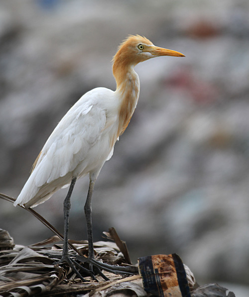 Cattle Egret