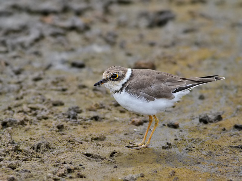 Little Ringed Plover