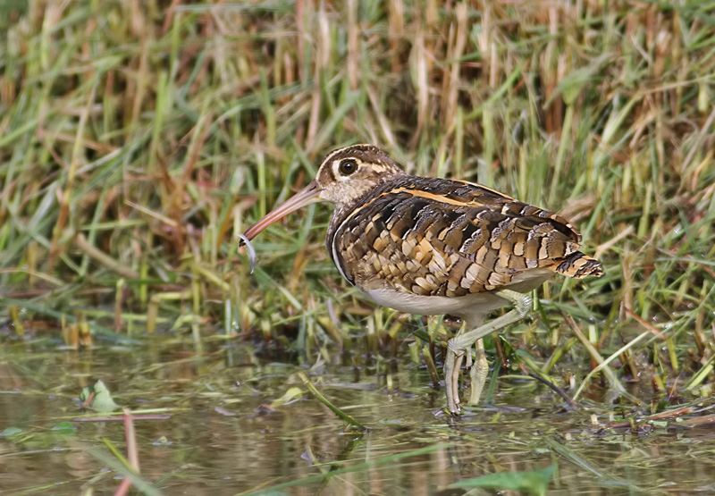 Painted Snipe, male