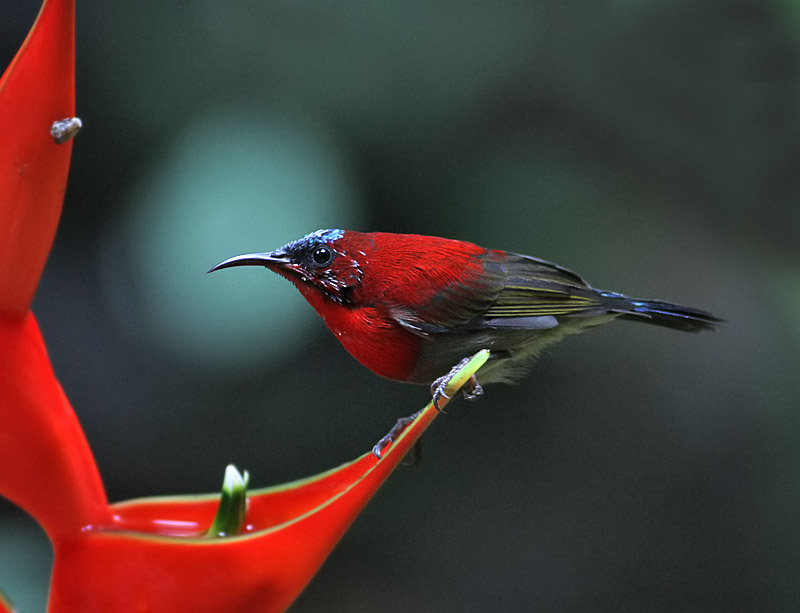 Crimson Sunbird