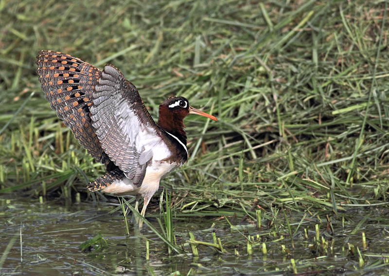 Greater Painted Snipe