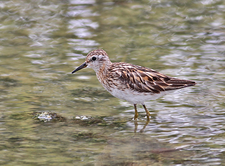 Long-toed Stint