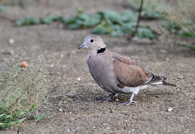 Red-collared Dove