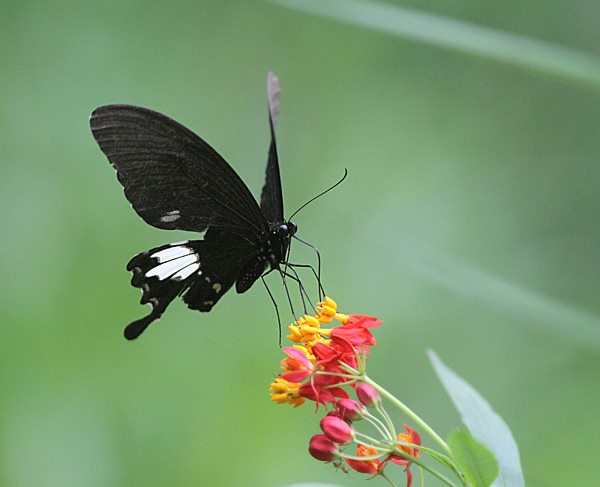 Black and White Helen (Papilio nephelus chaon)