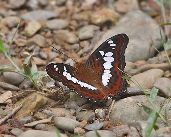 Common Commander (Moduza procris)