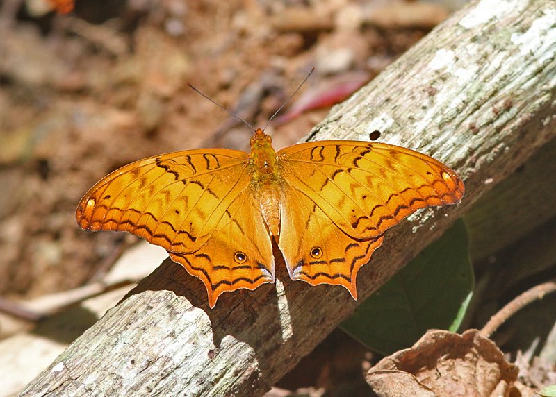 Common Cruiser (Vindula erota)