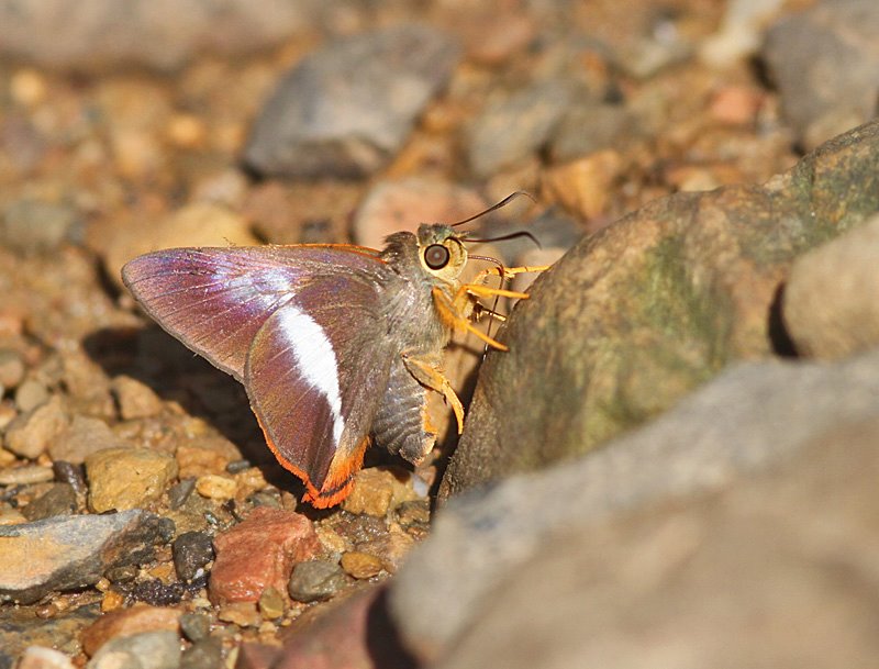 Orangetail Awl (Bibasis sena)