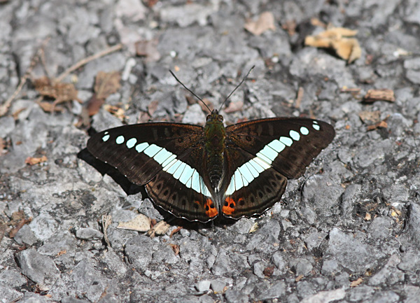 Green Commodore (Sumalia daraxa)