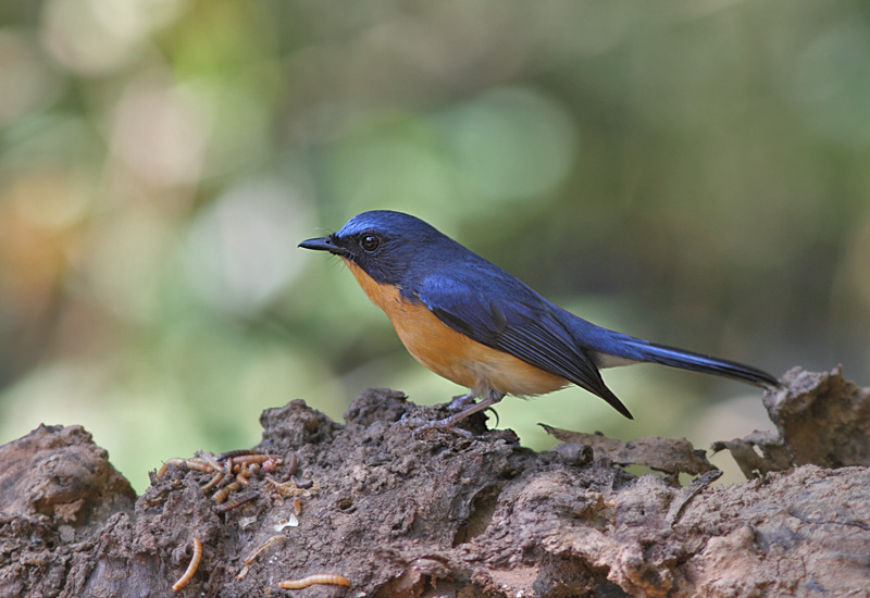 Hill Blue Flycatcher