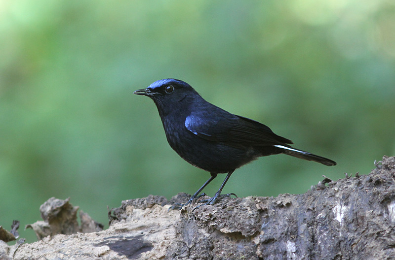White-tailed Robin