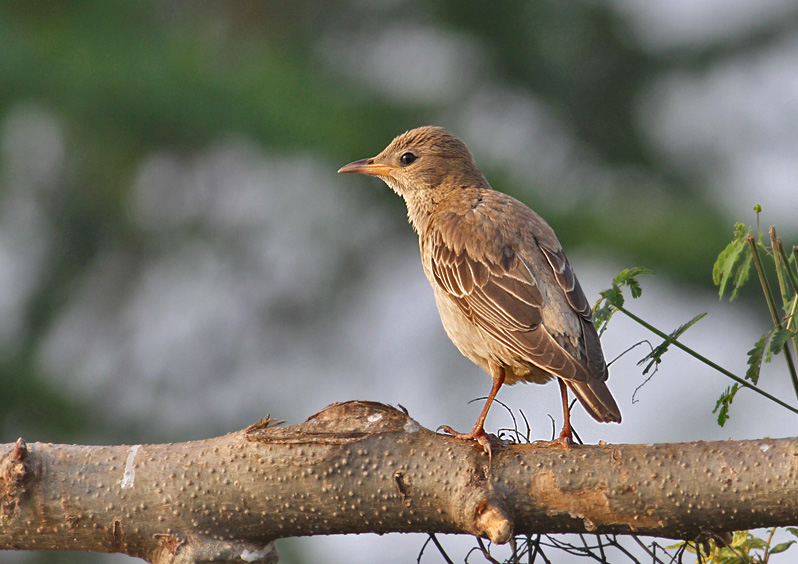 Rosy Starling, juvenile
