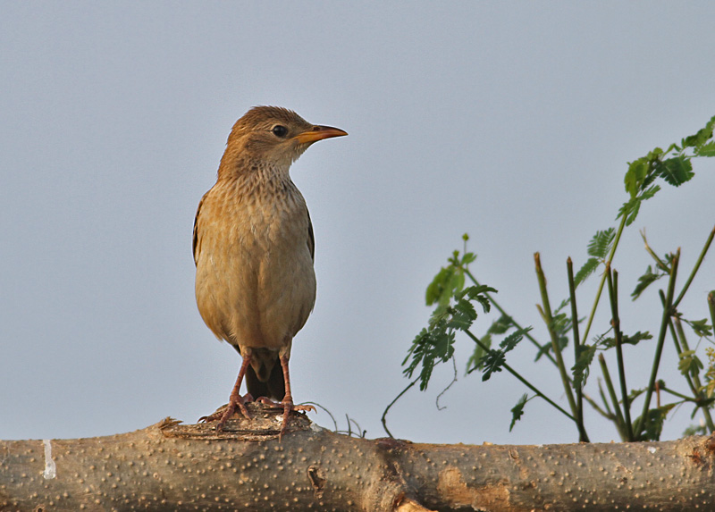 Rosy Starling, juvenile