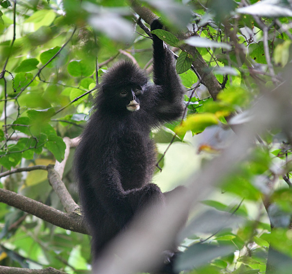 Banded Langur