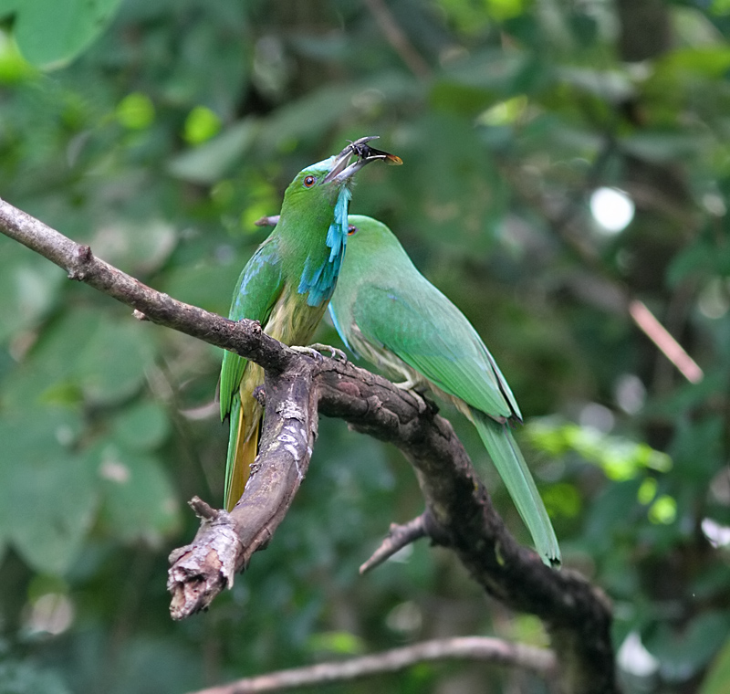 Blue-bearded Bee-eaters