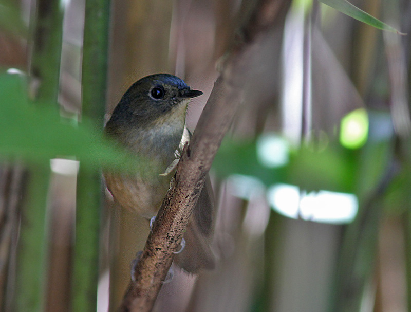 Slaty-blue Flycatcher