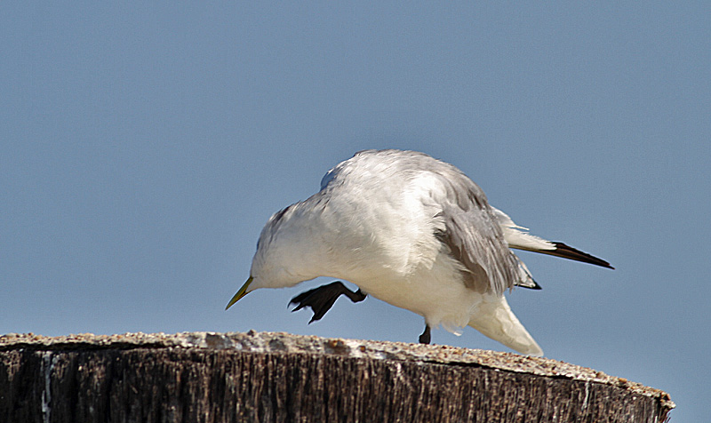 Black-legged Kittiwake