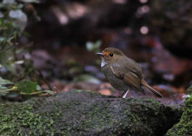 Rufous-browed Flycatcher