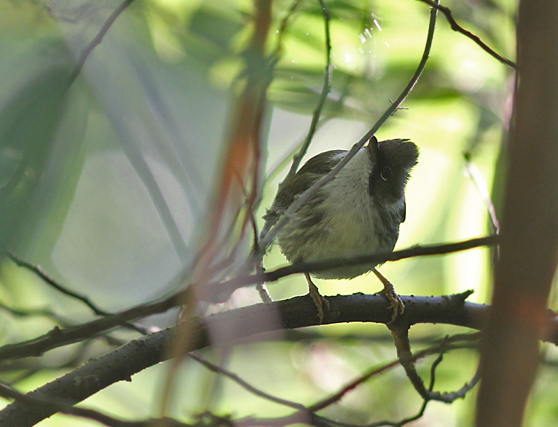 Burmese Yuhina