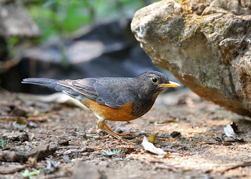 Black-breasted Thrush