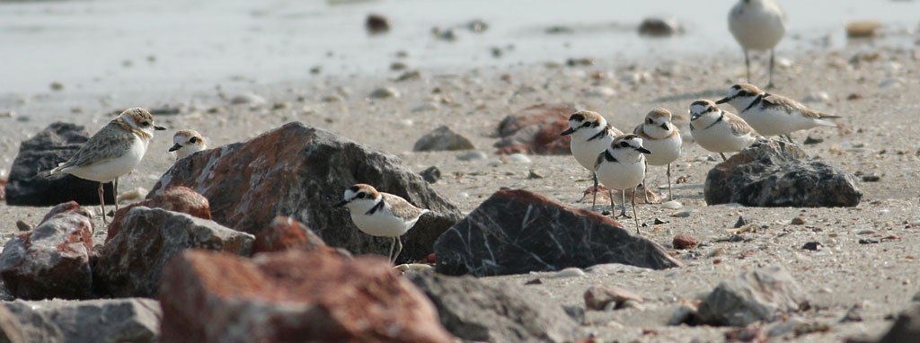 Malaysian Plovers