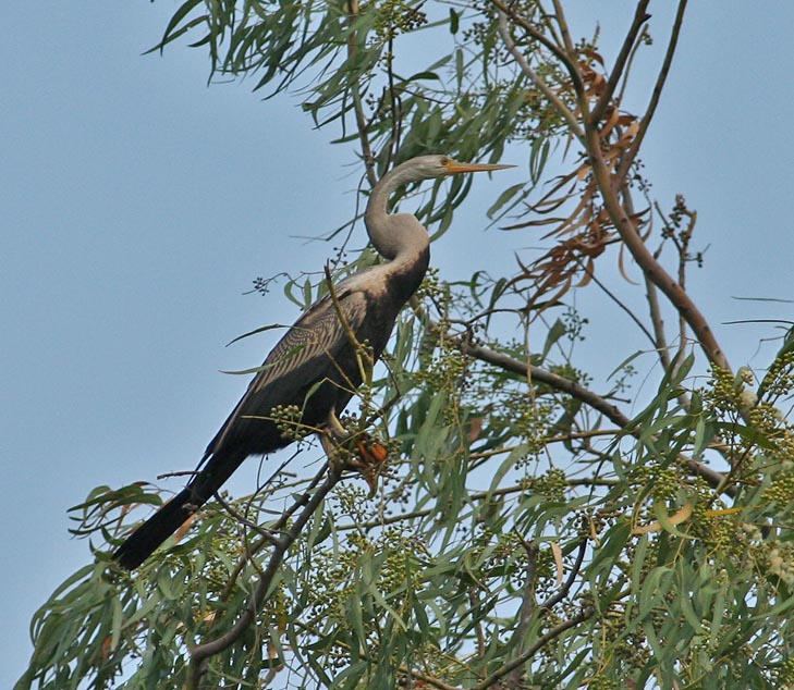 Oriental Darter