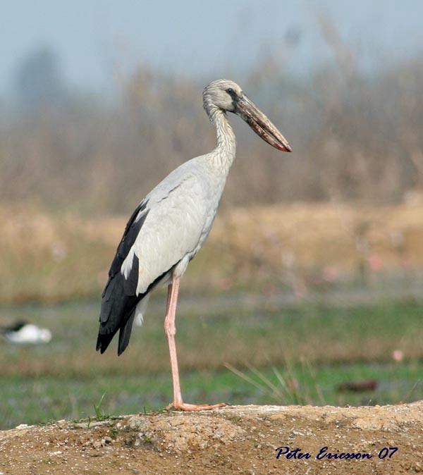 Openbill