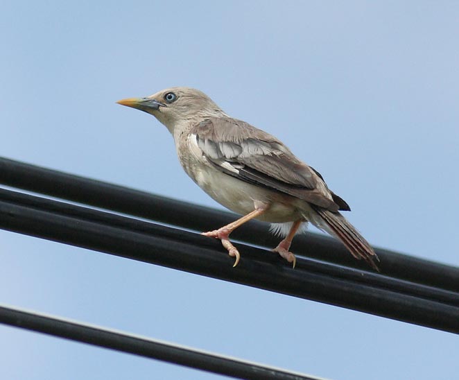 Chestnut-tailed Starling