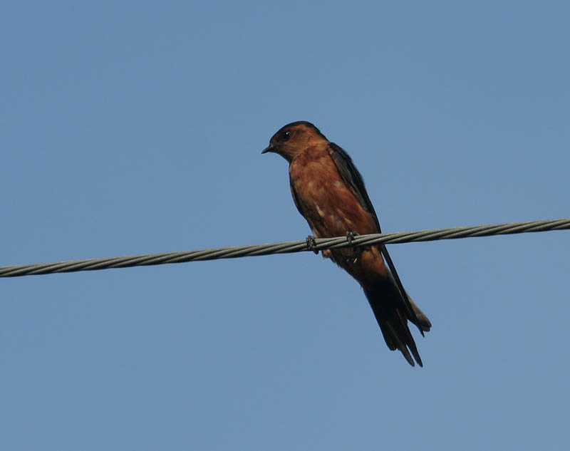 Rufous-bellied Swallow