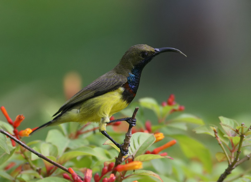 Olive-backed Sunbird