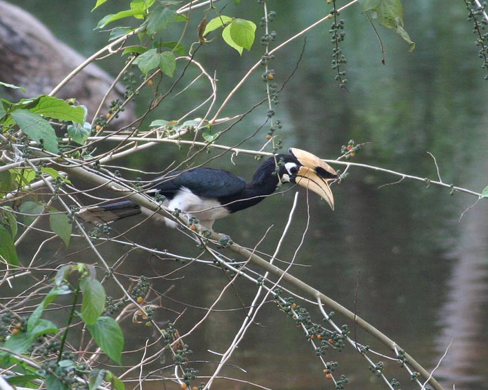 Pied Hornbill, male