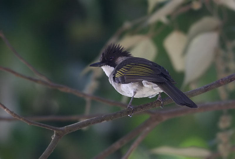 Ashy Bulbul