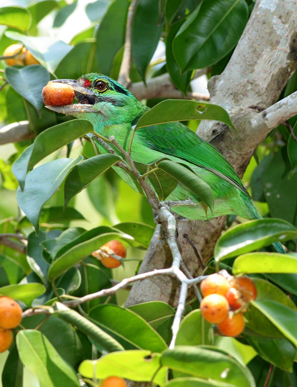 Moustached Barbet