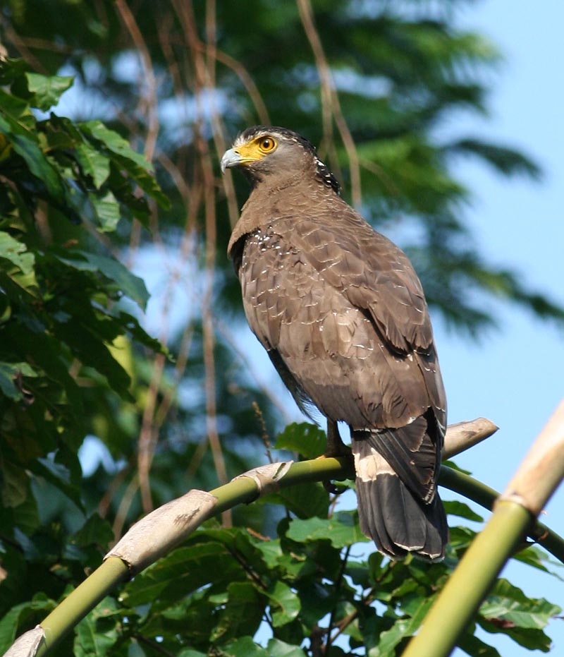 Crested Serpent Eagle