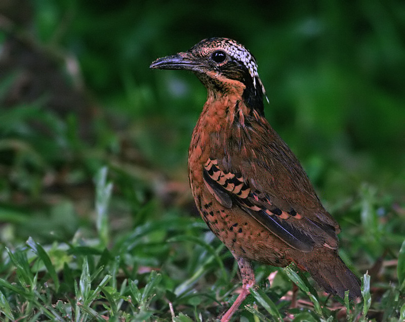 Eared Pitta, male