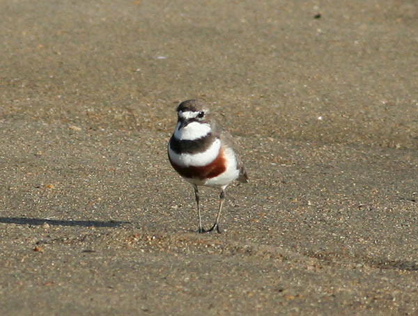 Double-banded Dotterel