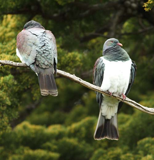 New Zealand Pigeons