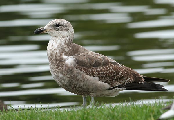 Southern Black-backed Gull, immature