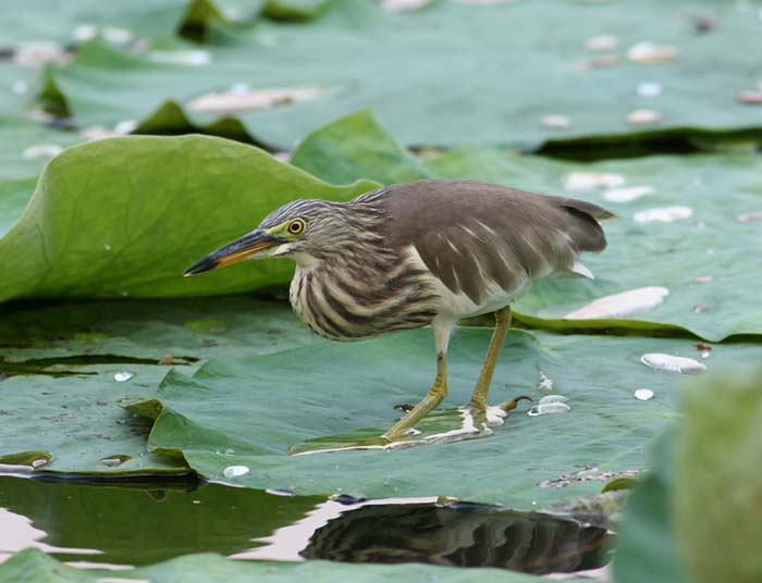 Pond-Heron