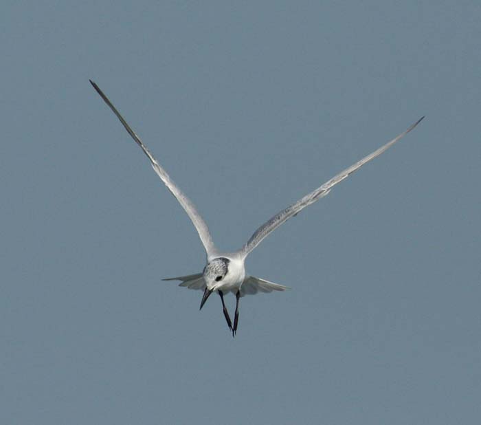 Whiskered Tern