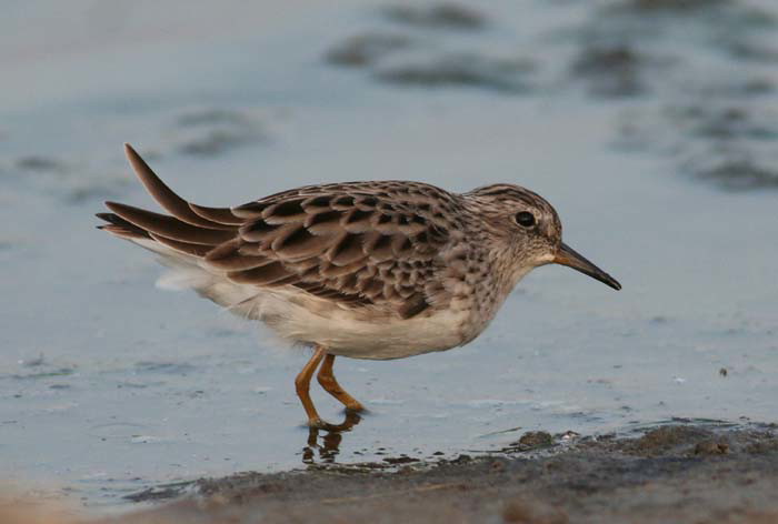 Long-toed Stint