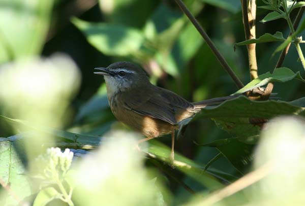 Hill Prinia