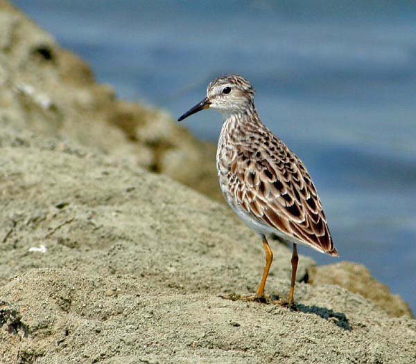 Long-toed Stint