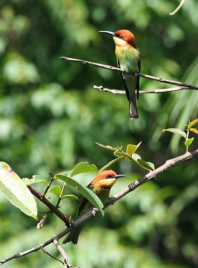 Chestnut-headed Bee-eaters