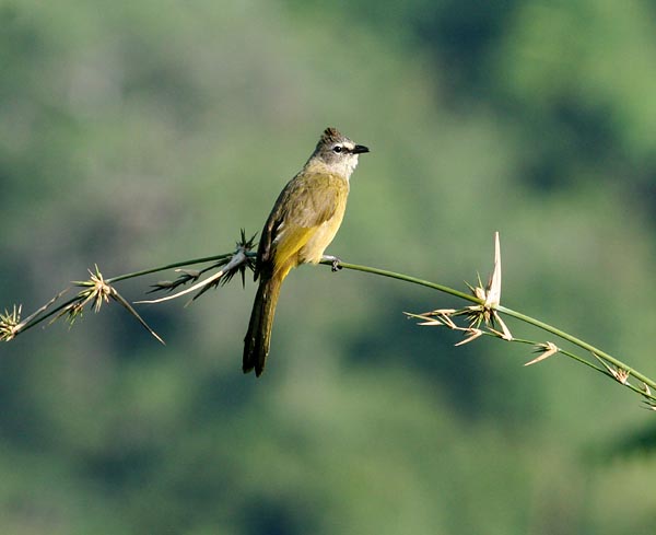 Flavescent Bulbul